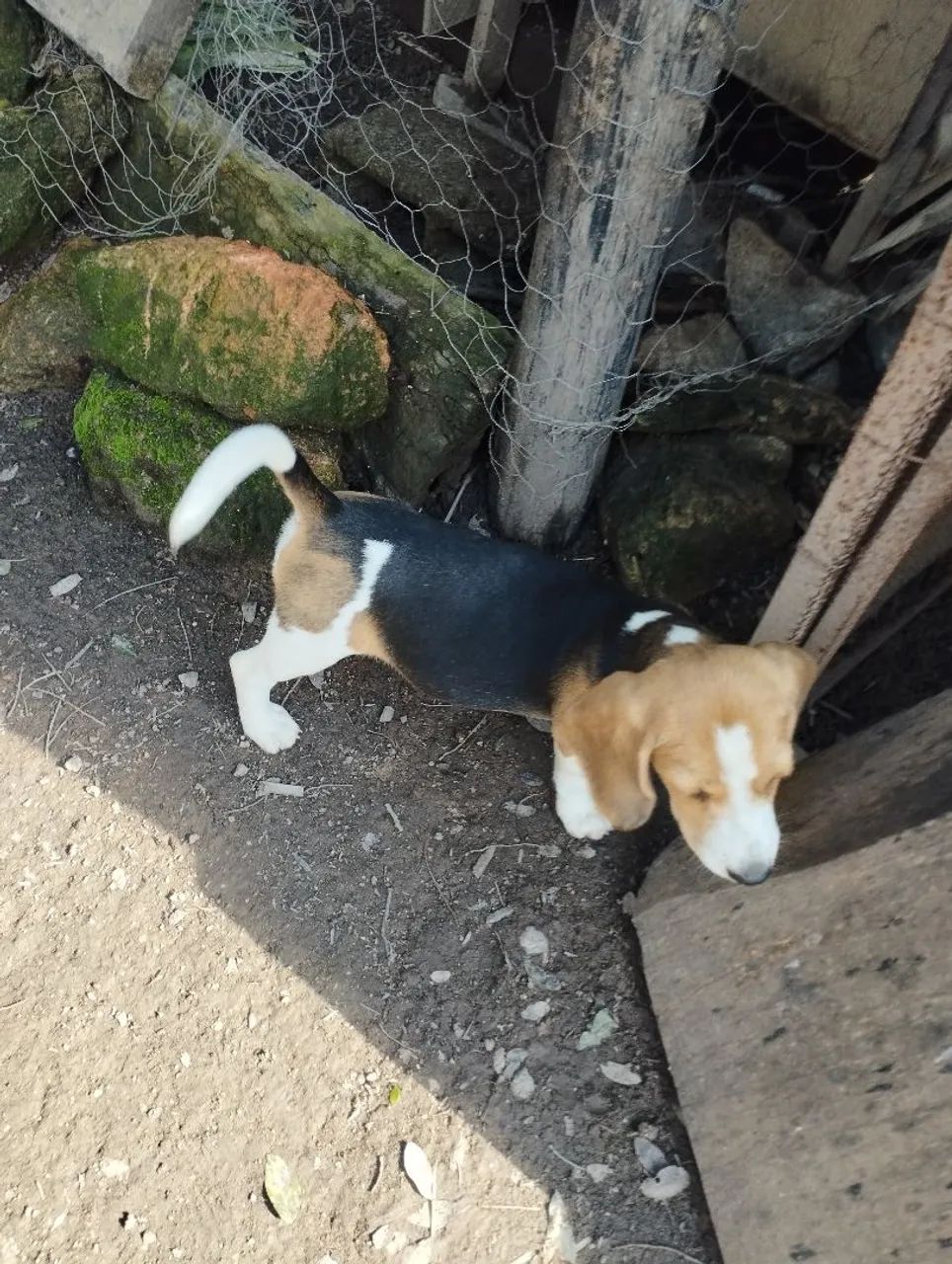 Filhotes de beagle  - Foto 3
