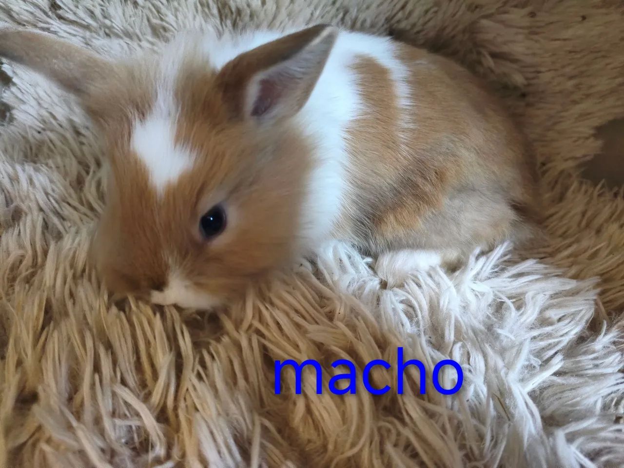 Mini coelho Netherland