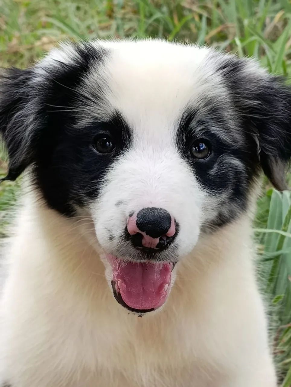 Border Collie  - Foto 4