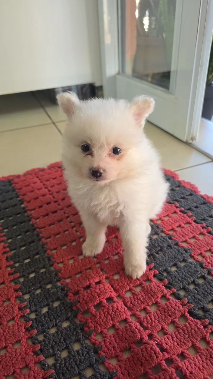 Lulu Pomerânia puro