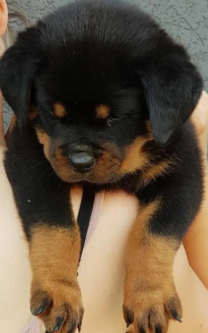 Rottweiler alemão big  - Foto 3