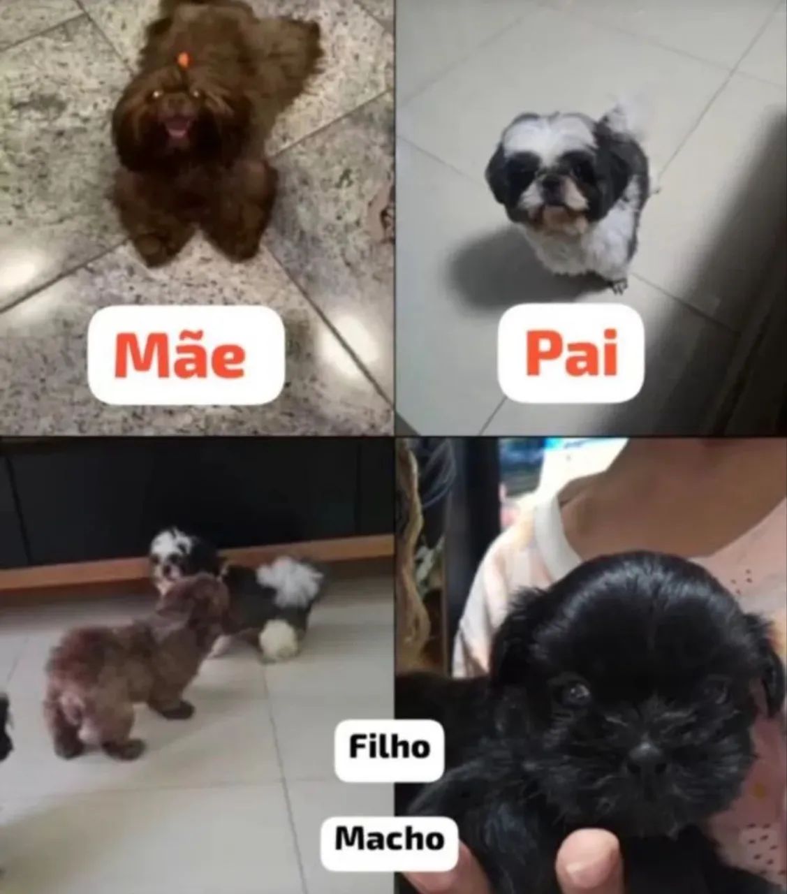 adoção responsavel shitzu
