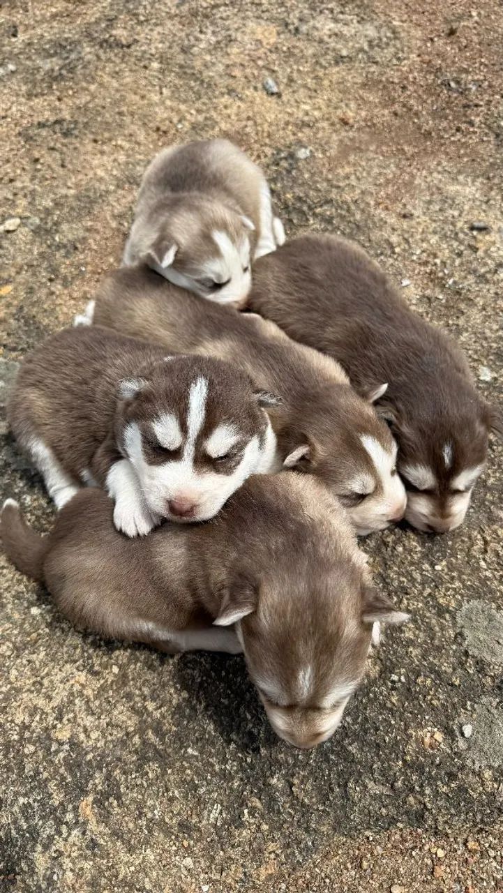 Husky siberiano  - Foto 3