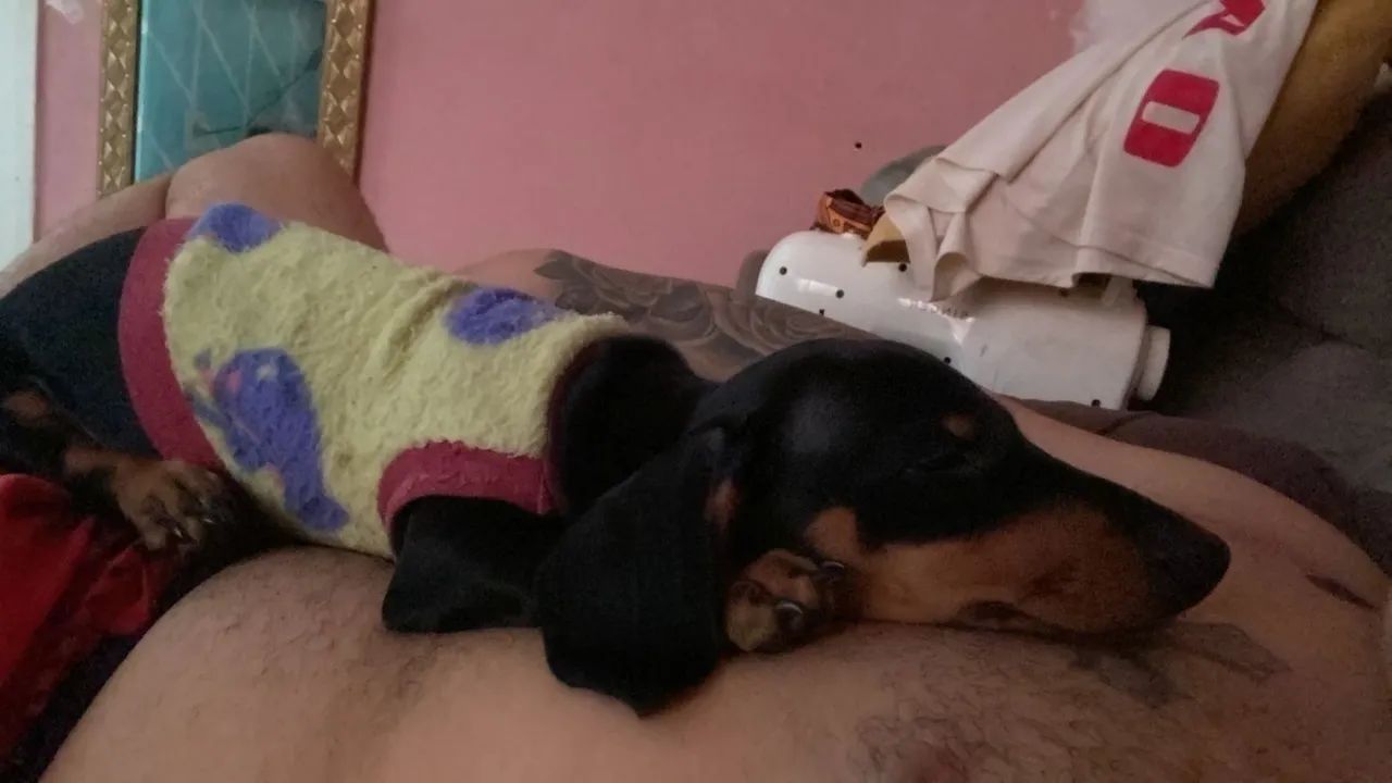 Cachorro salsicha  - Foto 4