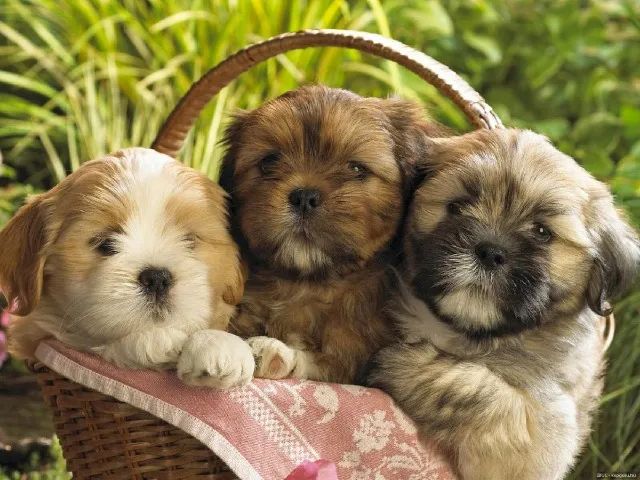 Lhasa Apso Que Encanta Sem Precisar De Esforço - Foto 2