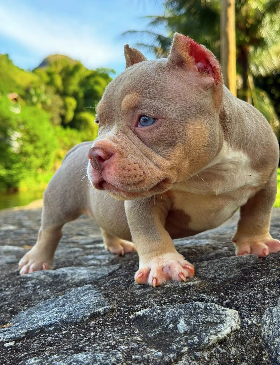 American bully - Foto 4