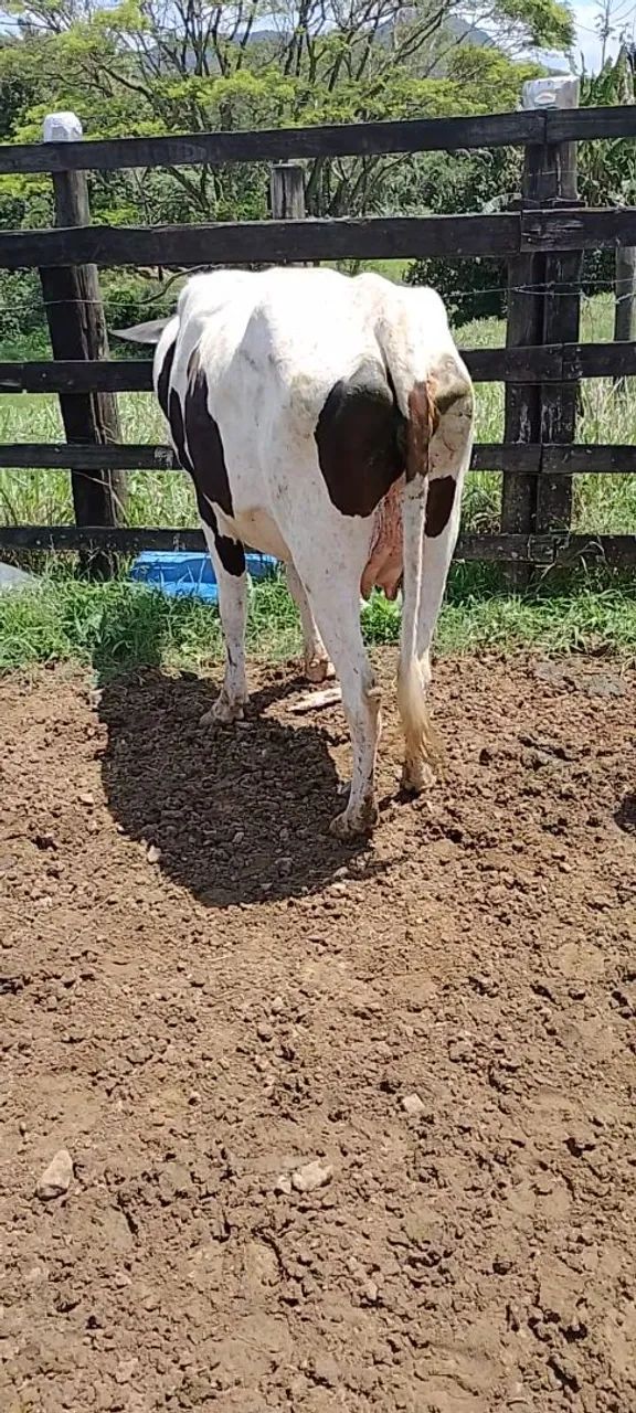 Vaca e novilhas leiteiras  - Foto 4