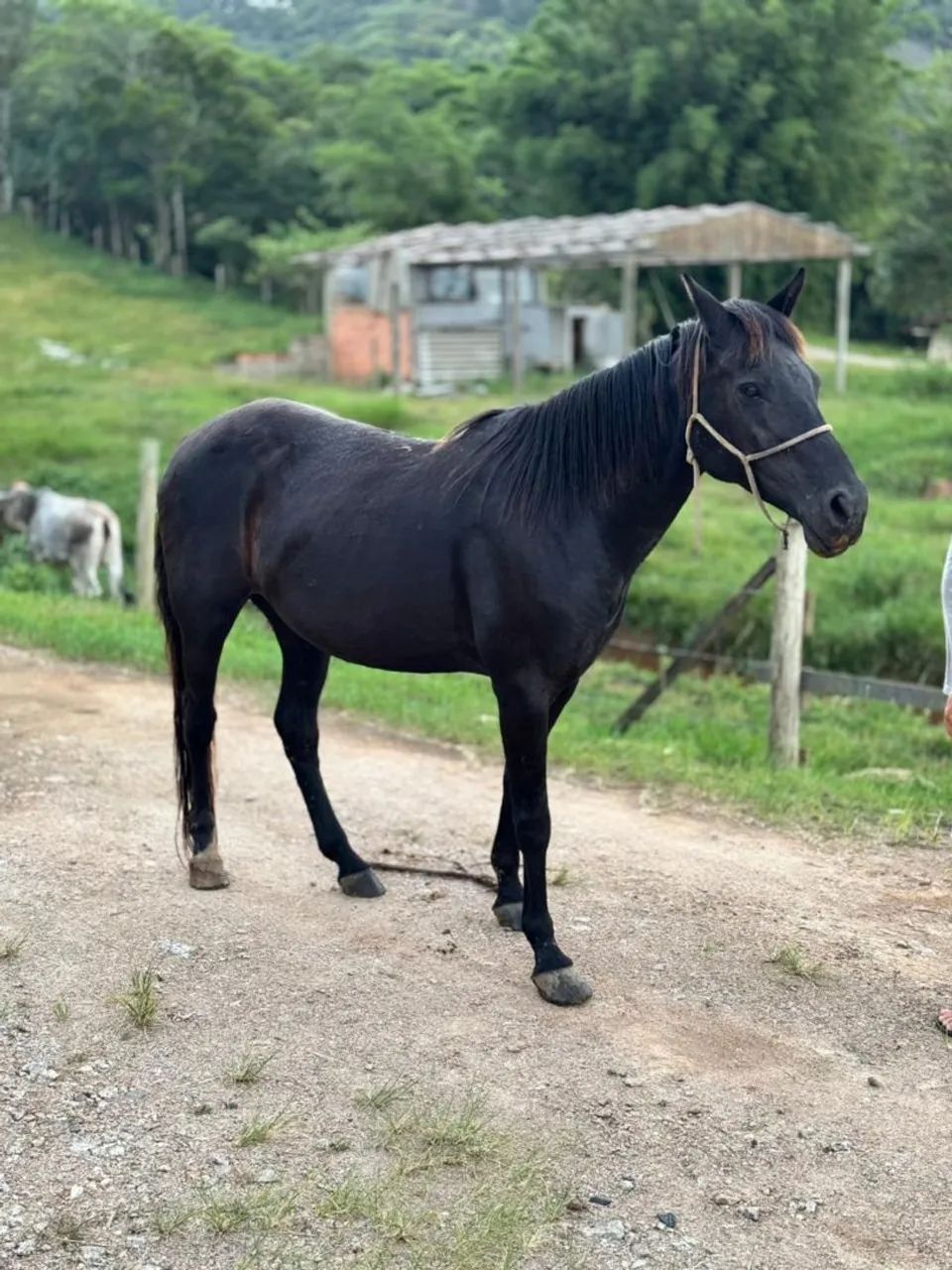 Vendo linda égua mansa e domada 