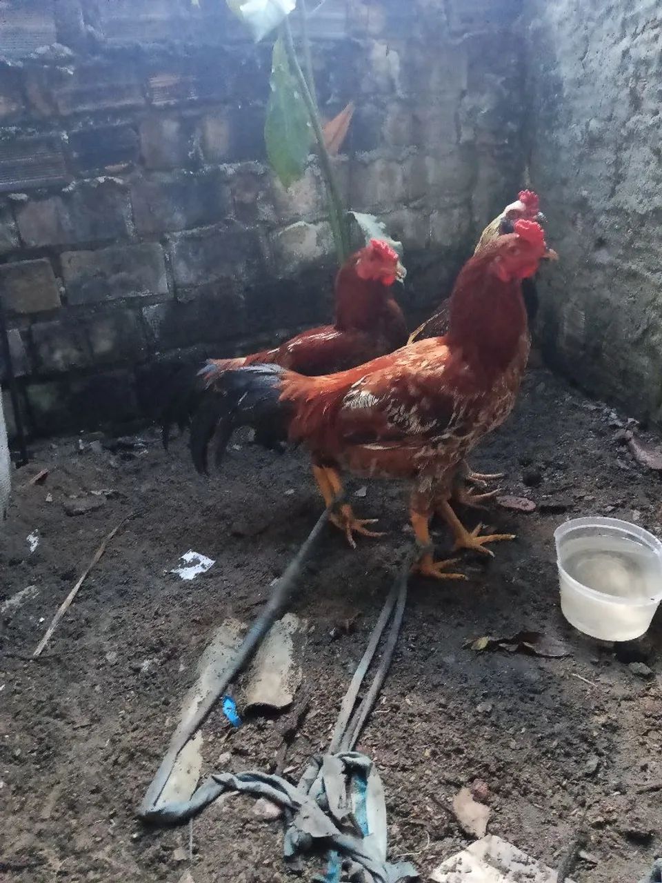 Frango/galo  - Foto 3