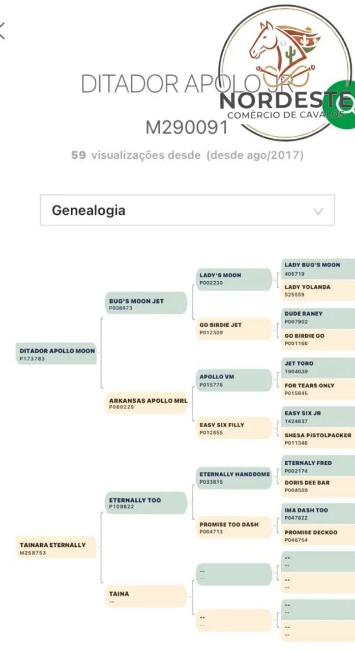 Potro QM com Documento Domado - Foto 4