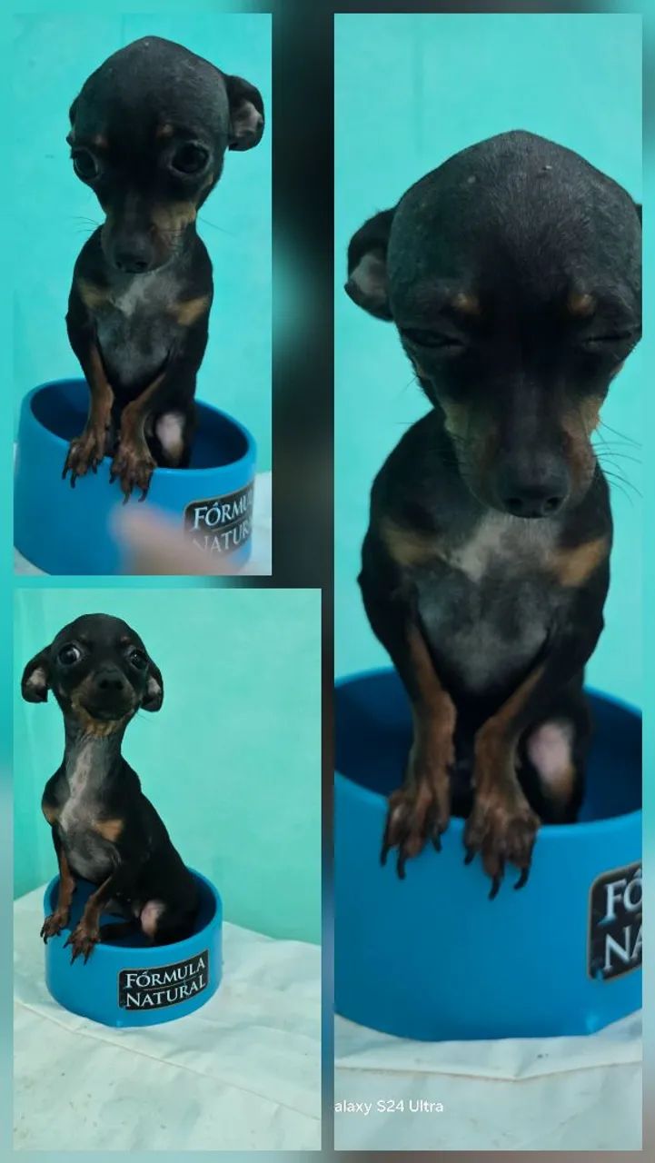 Pinscher  - Foto 3
