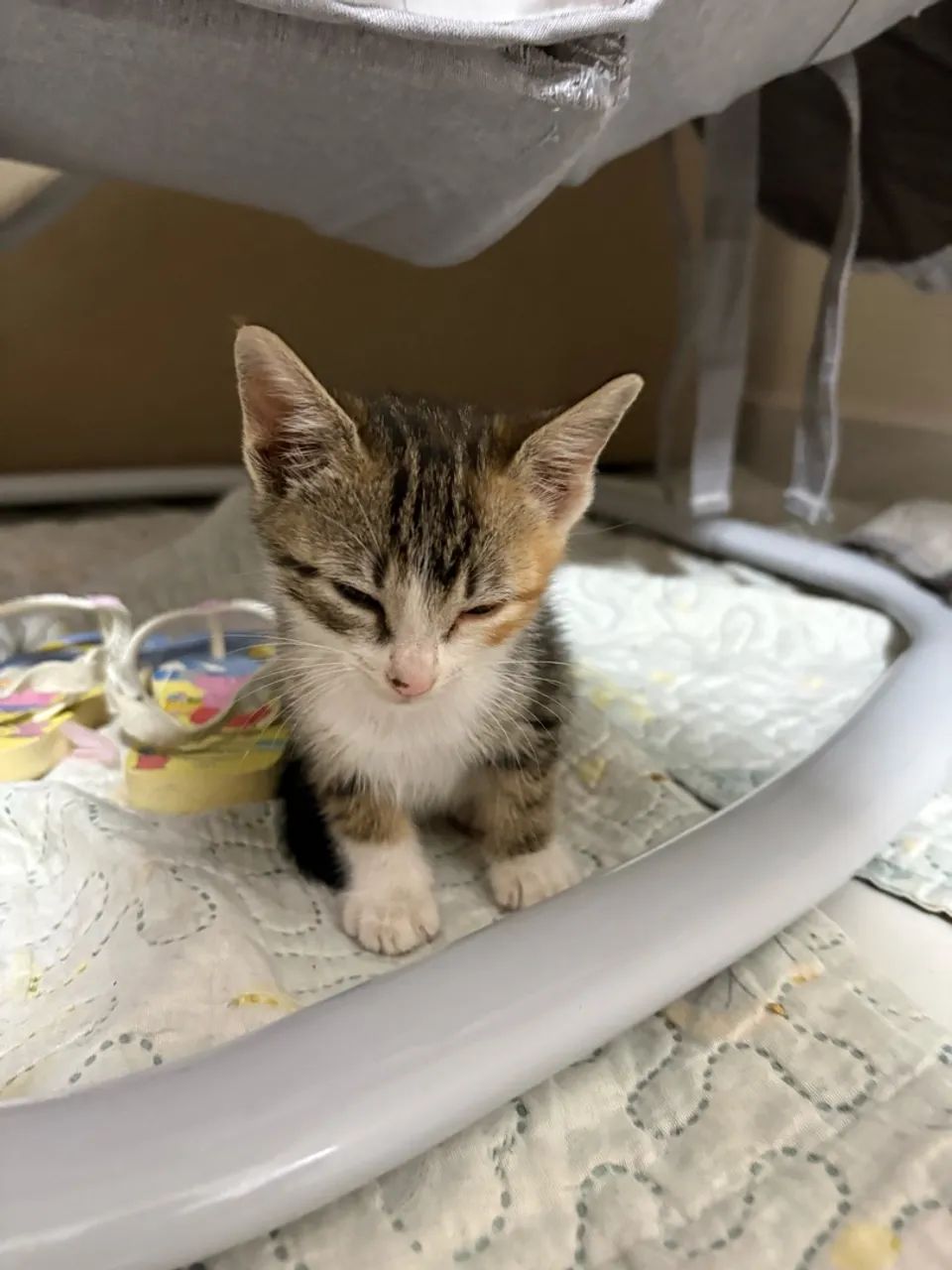 Adoção de gato - Foto 5