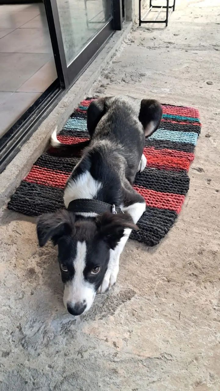 Adoção de cachorro - Foto 2