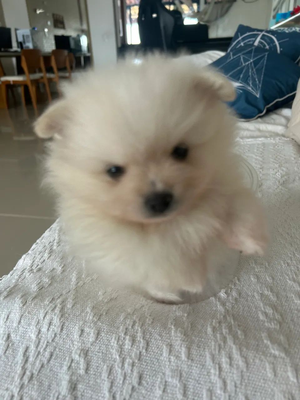 Lulu da pomerania - Foto 6