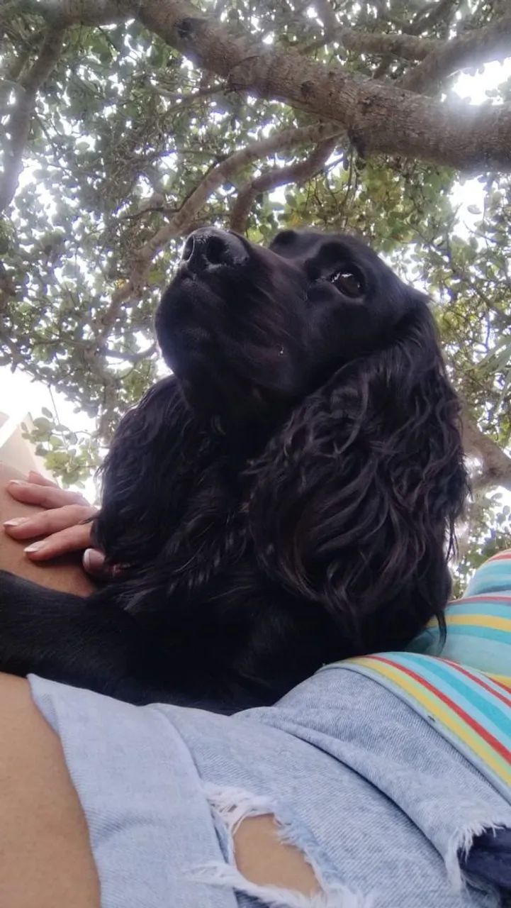 Filhotes de Cocker Spaniel Inglês à venda - Foto 6