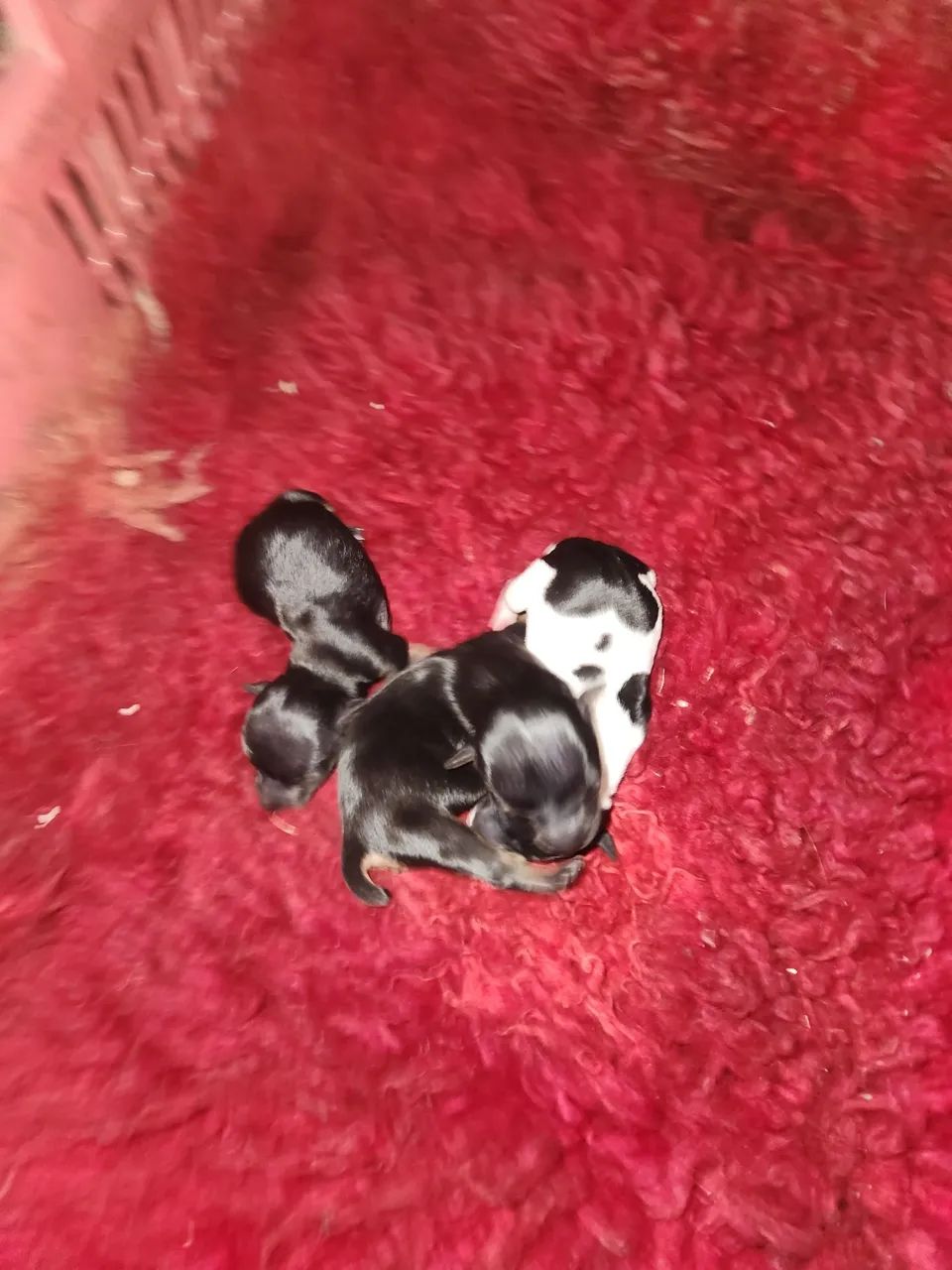 Pinscher  - Foto 2