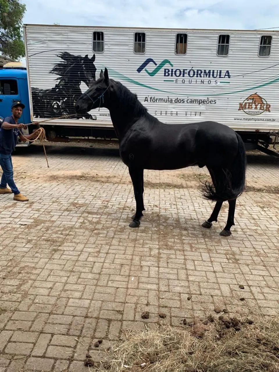 Venda de cavalo Mangalarga e campolina - Foto 3