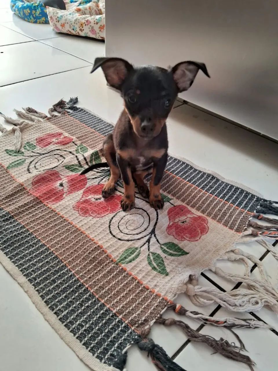 Vendo um pinsche 