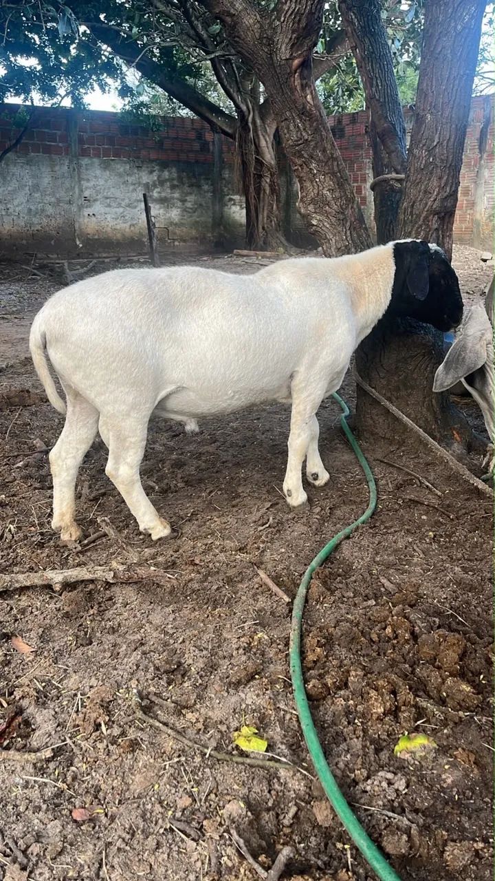 Doper com 100 kg é excelente reprodutor - Foto 2