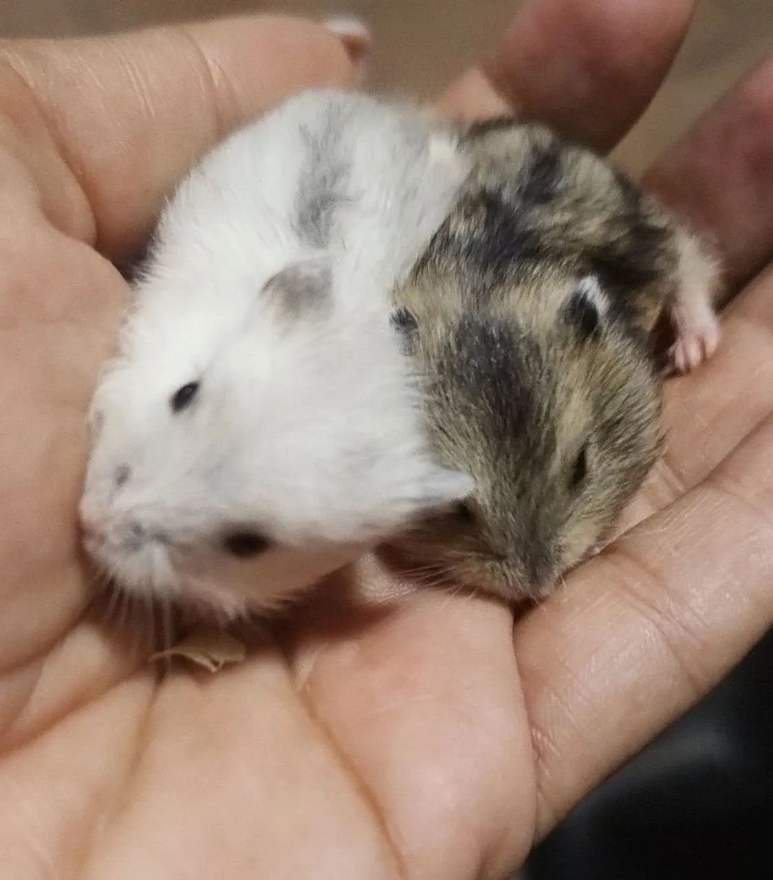 HAMSTER, ANÃO RUSSO 436555541235650563