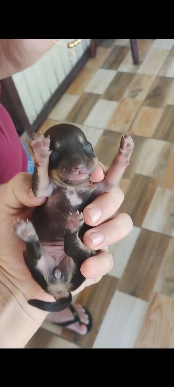 Pinscher 