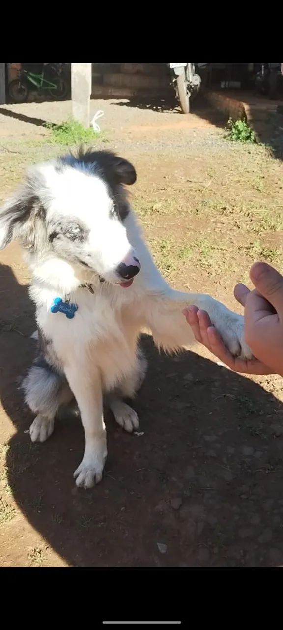 Border Collie Blue Merle  - Foto 2