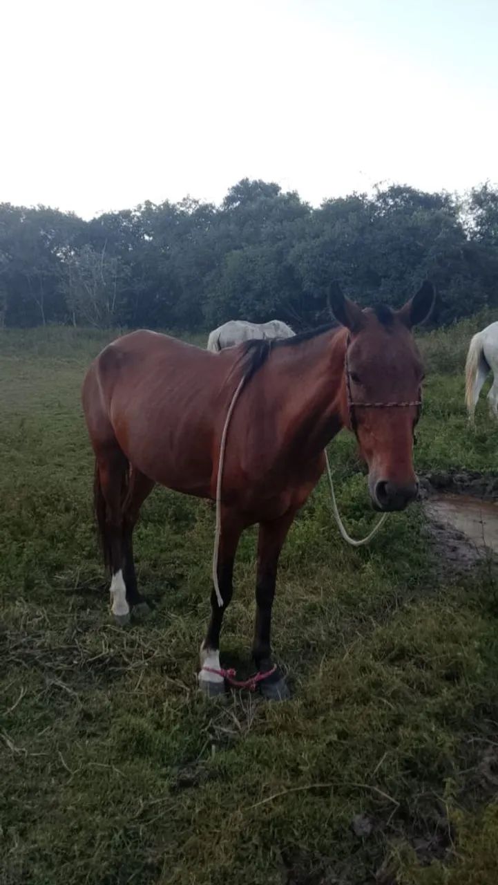 Pra vende  - Foto 2