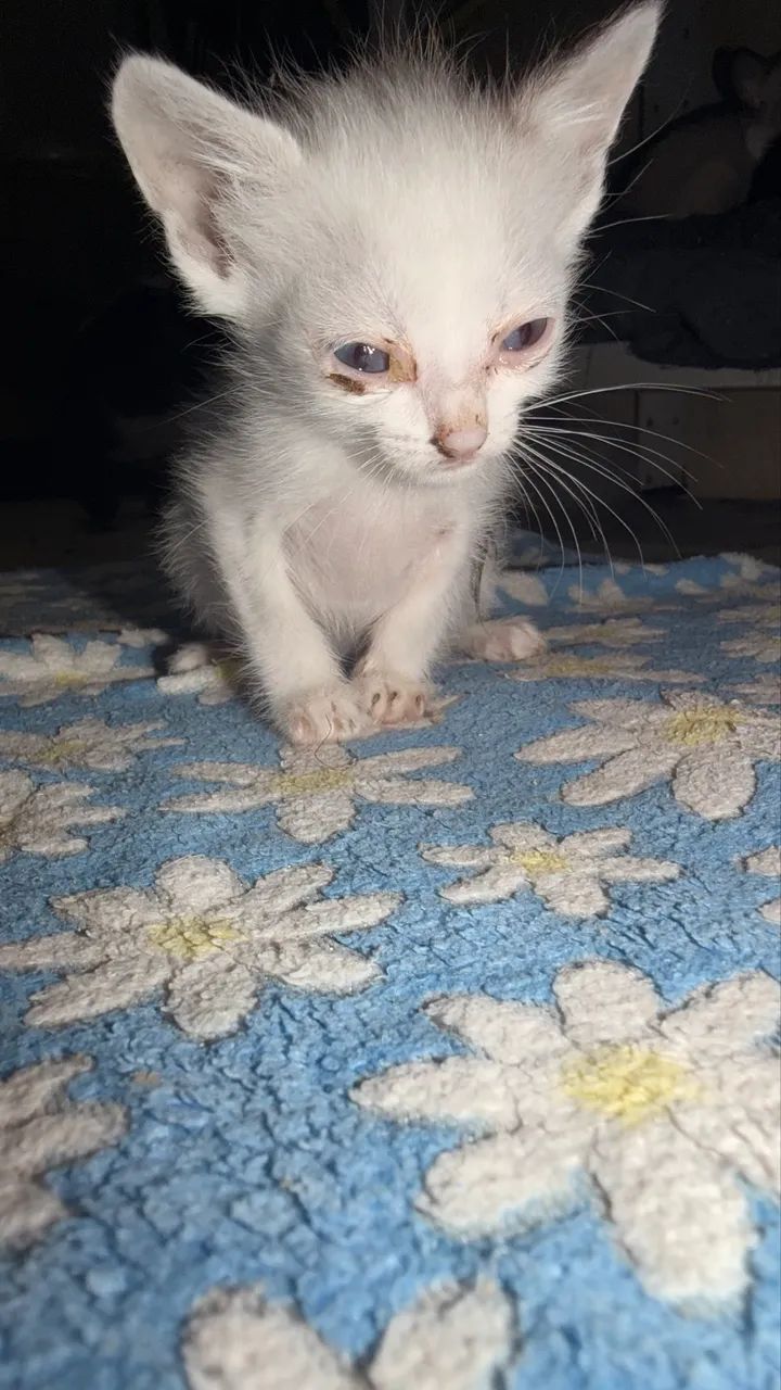 Doação de gatinhos - Foto 4