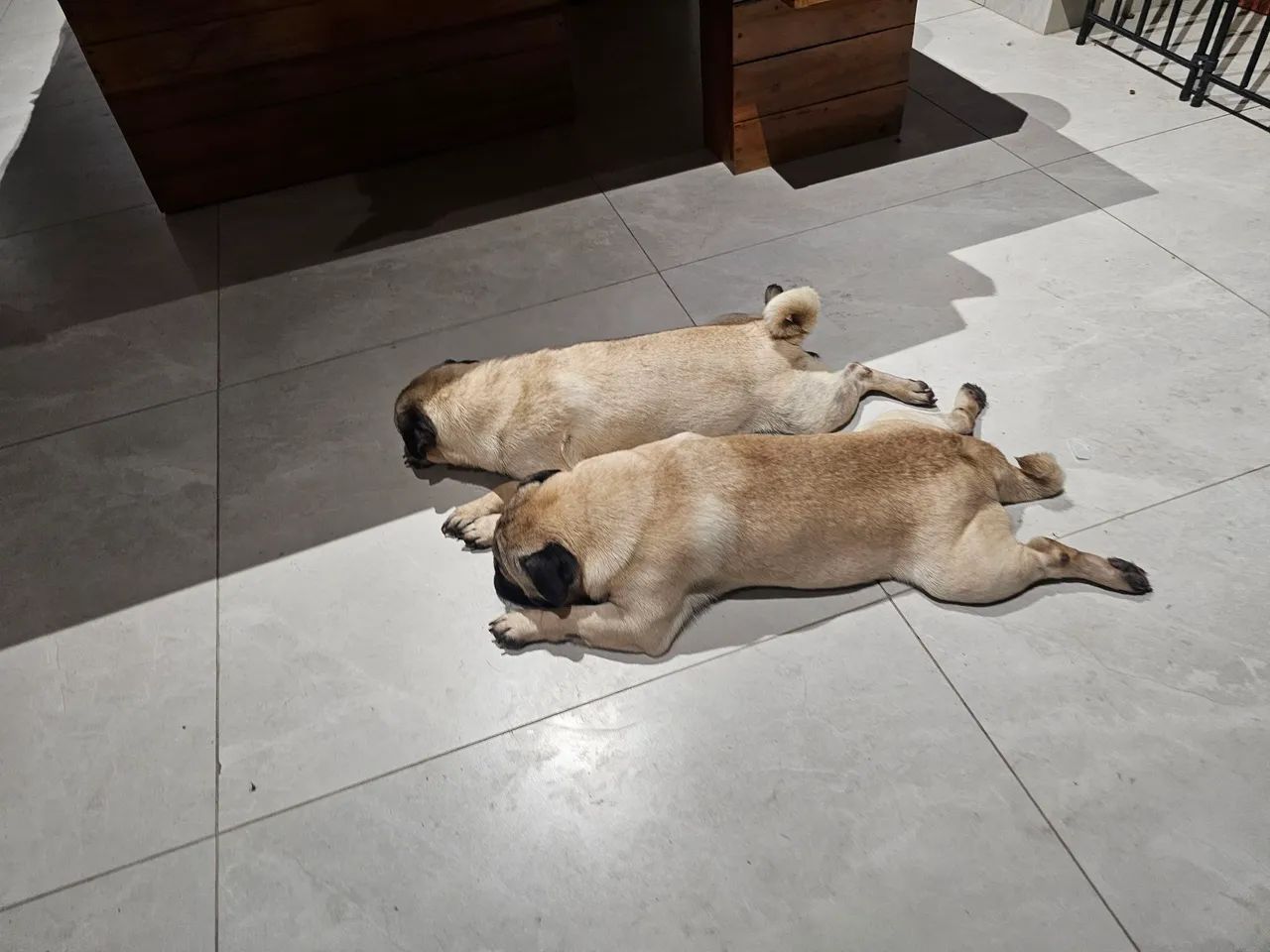 Pug - Foto 3