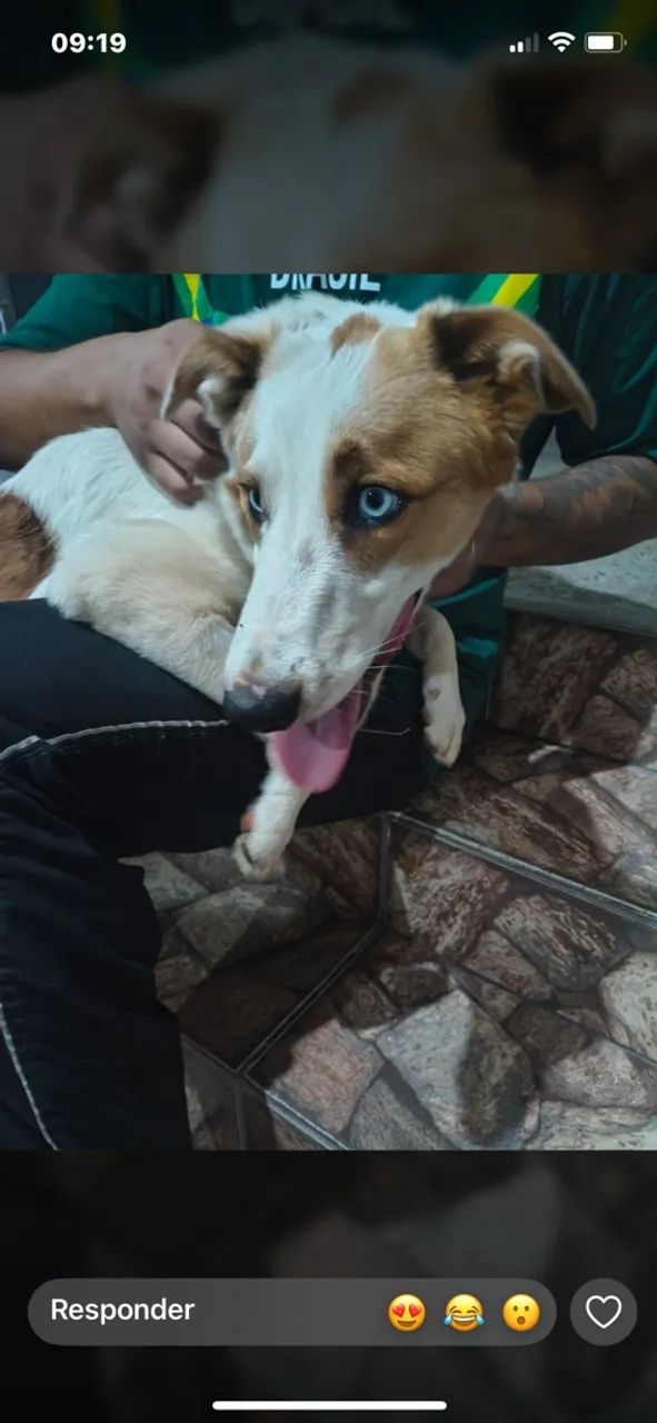 Cachorro para adoção  - Foto 2