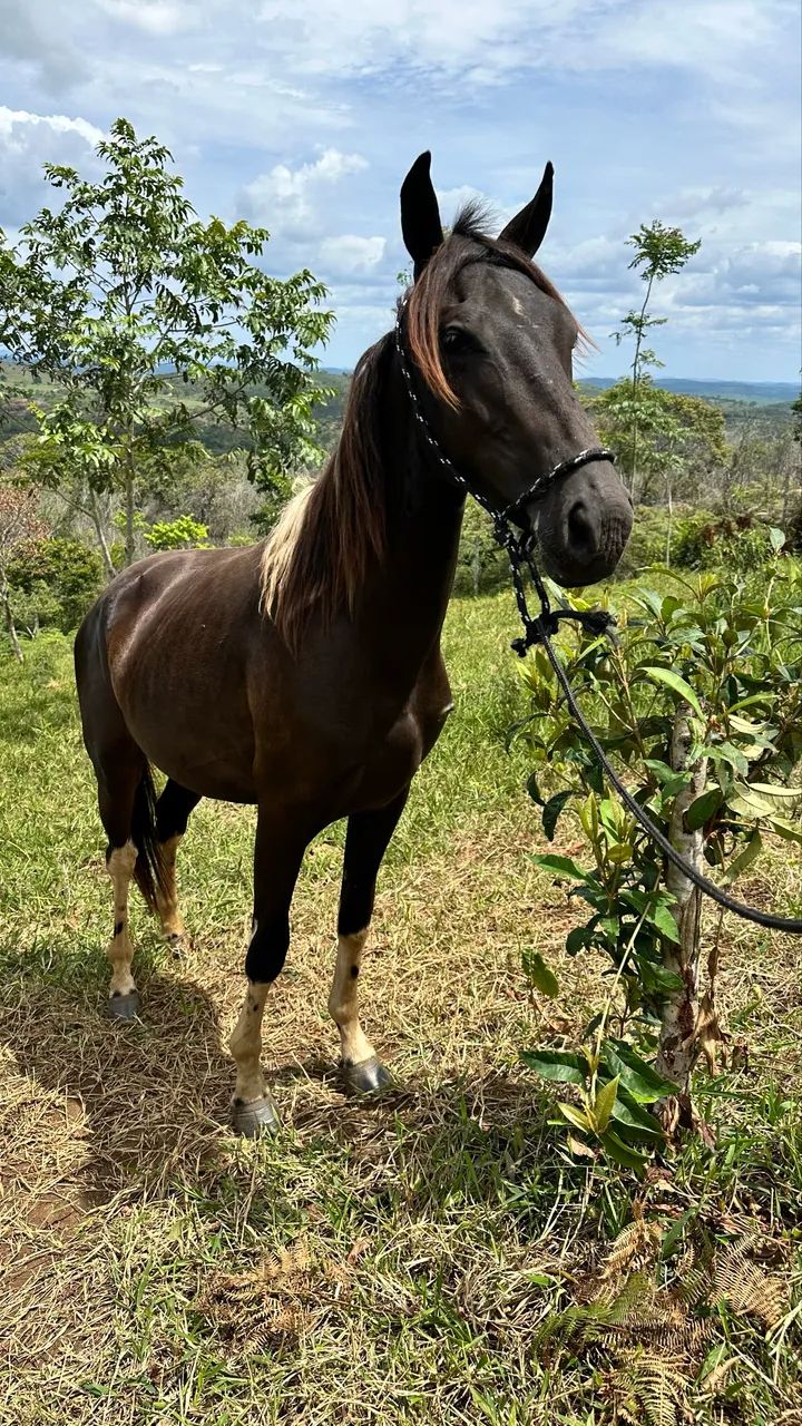 Potro Registrado MM - Foto 2