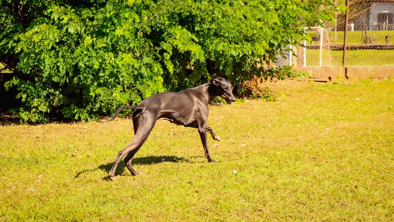 Greyhounds Galgo Inglês  - Foto 4