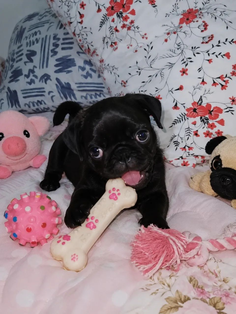 PUG machinho 