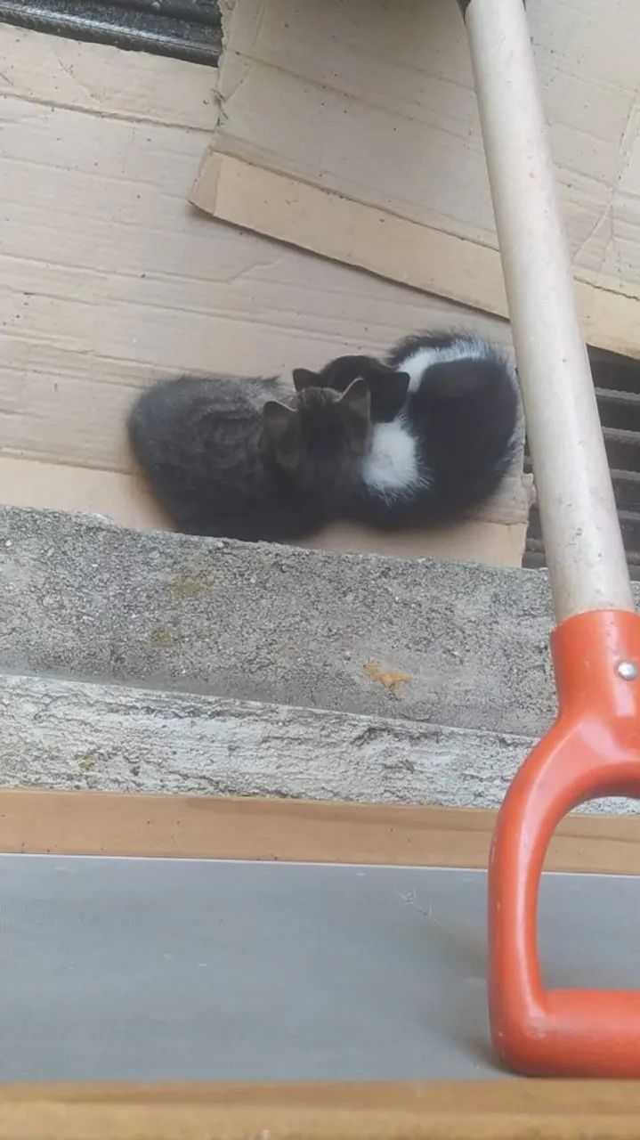 Doa-se gatinhos nascidos em 01 de junho - Foto 3