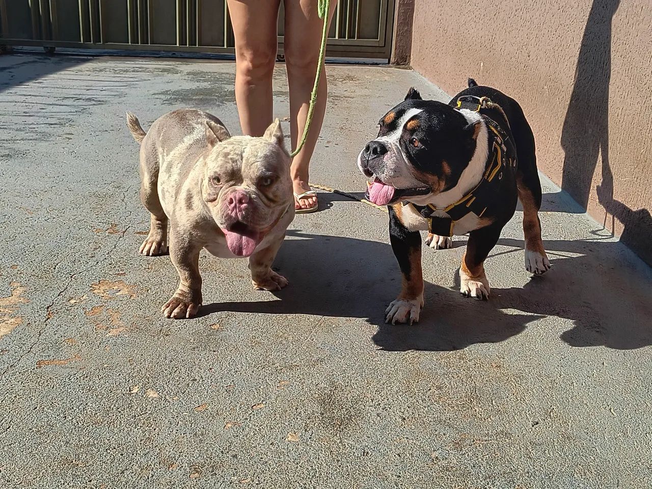 Américan Bully micro. - Foto 4