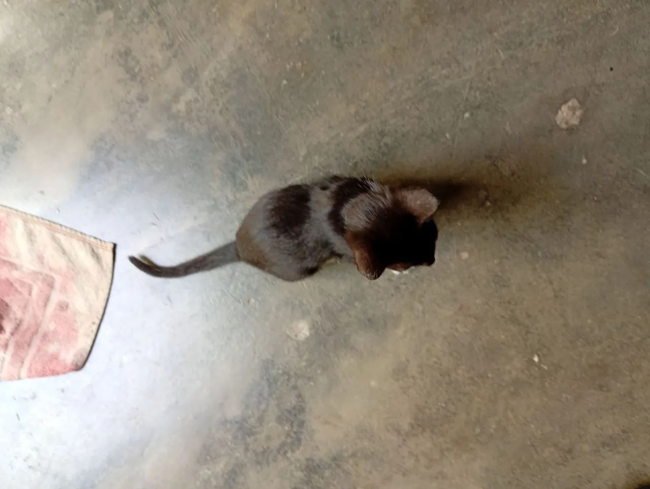 Gatinha para doação  - Foto 2