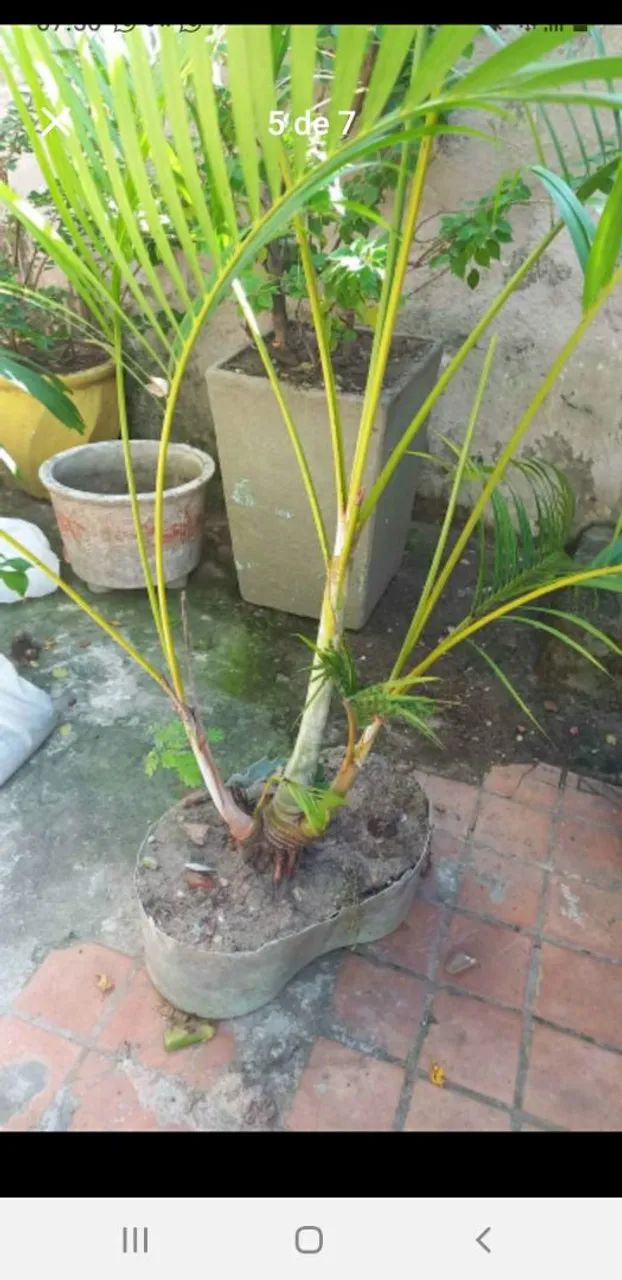 Palmeira areca - Foto 2