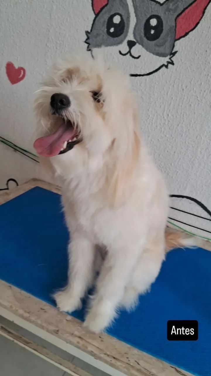 Banho e tosa/serviço a domicílio  - Foto 2