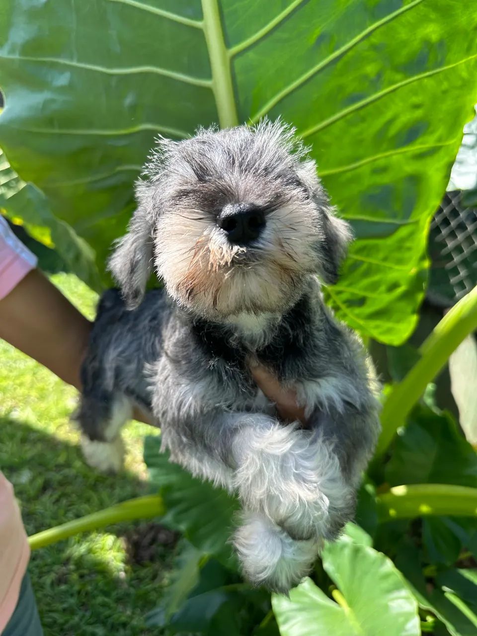 SCHNAUZER COM PEDIGREE - Foto 2