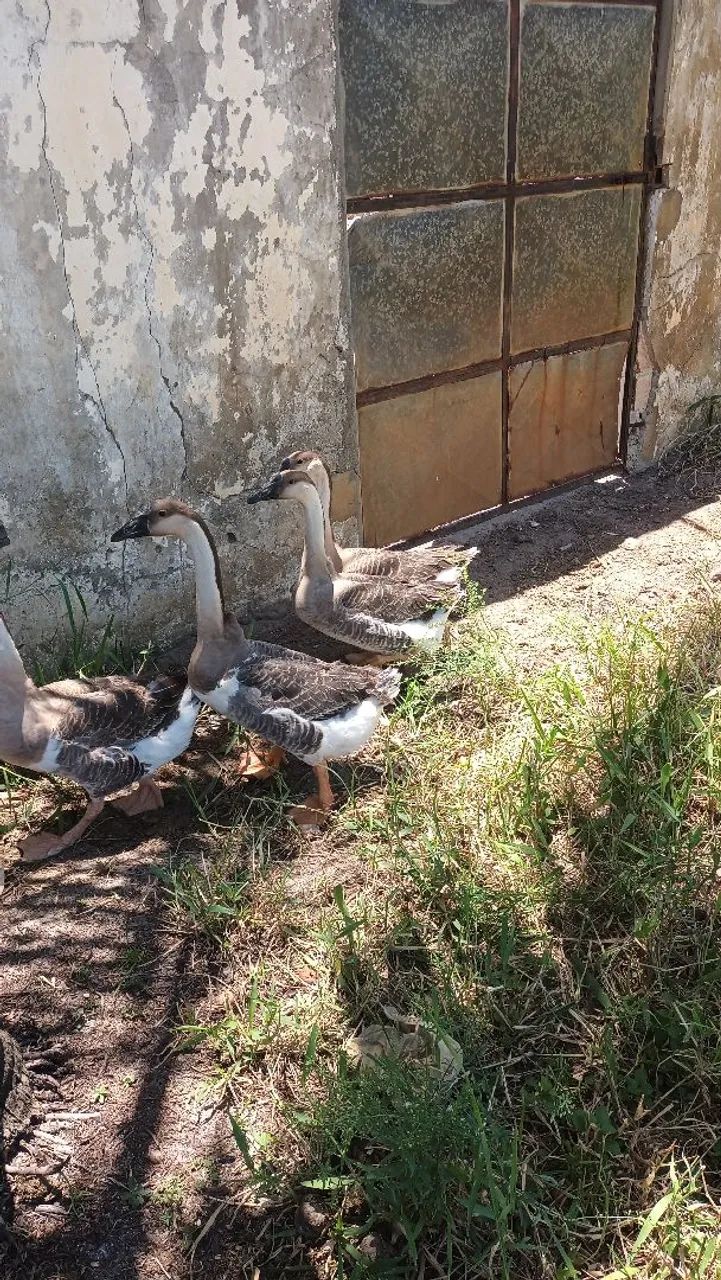 Gansos - Foto 4