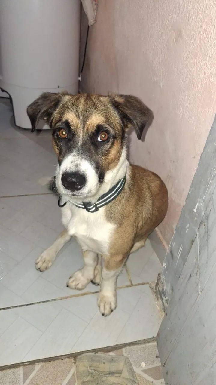 Adoção 