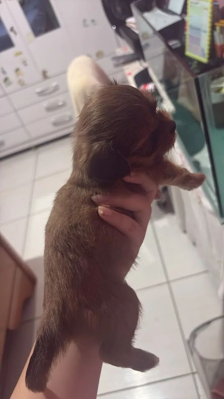 Shihtzu com azafe 