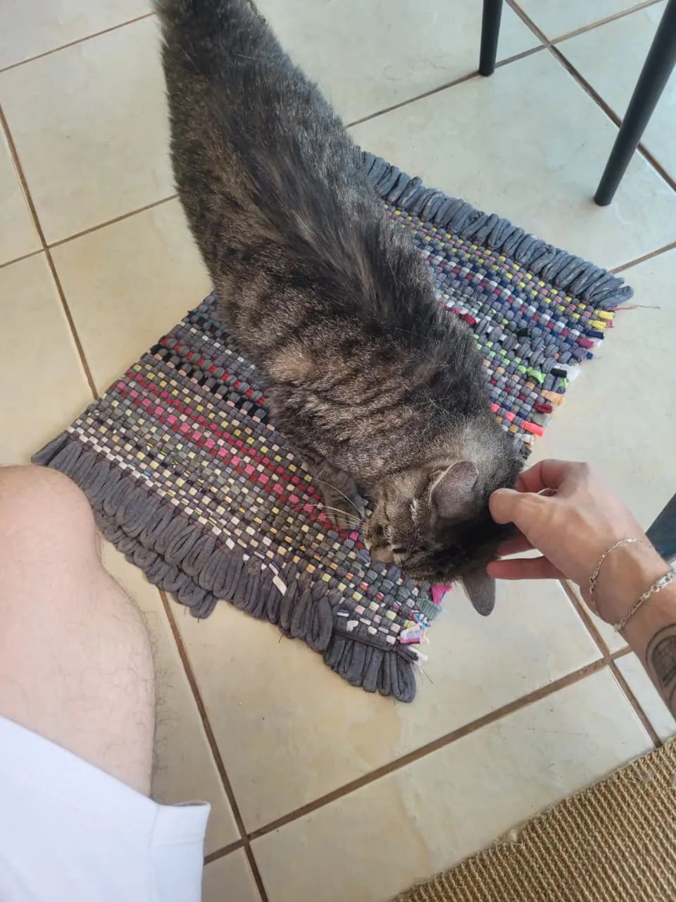 Gata 2 anos  - Foto 2