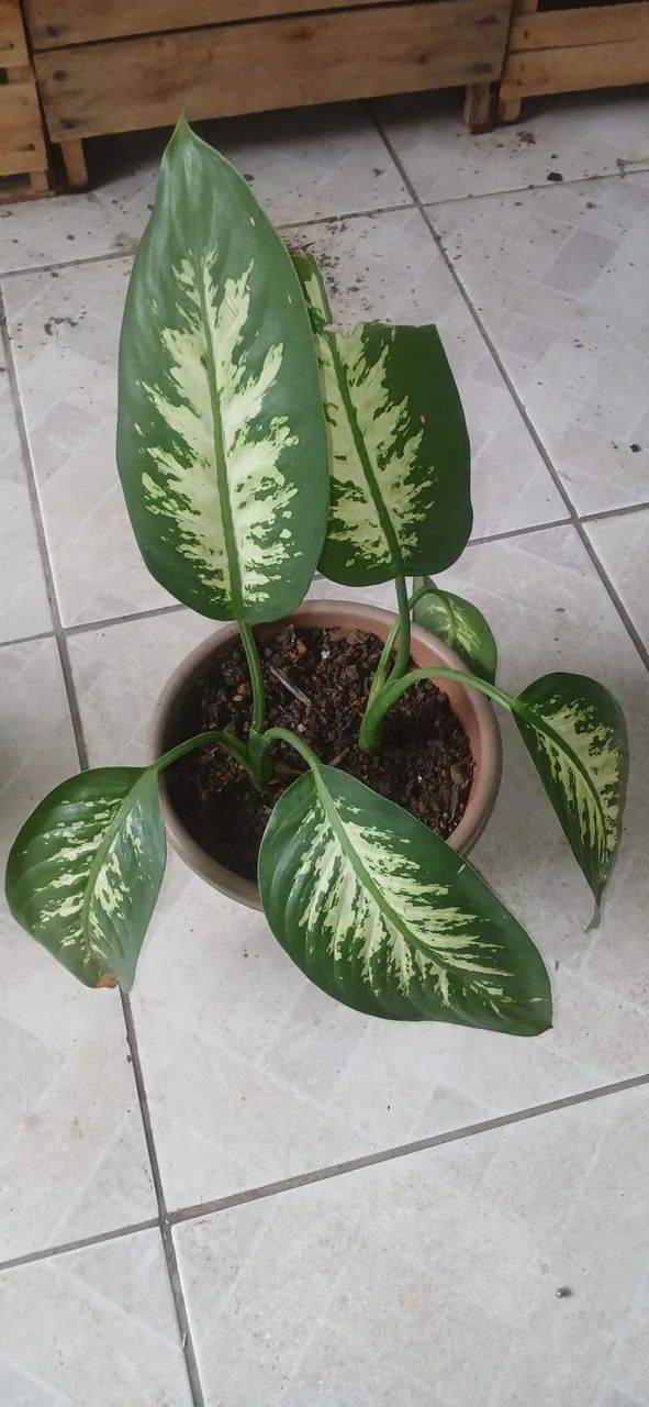 Planta Comigo Ninguém Pode  - Foto 4