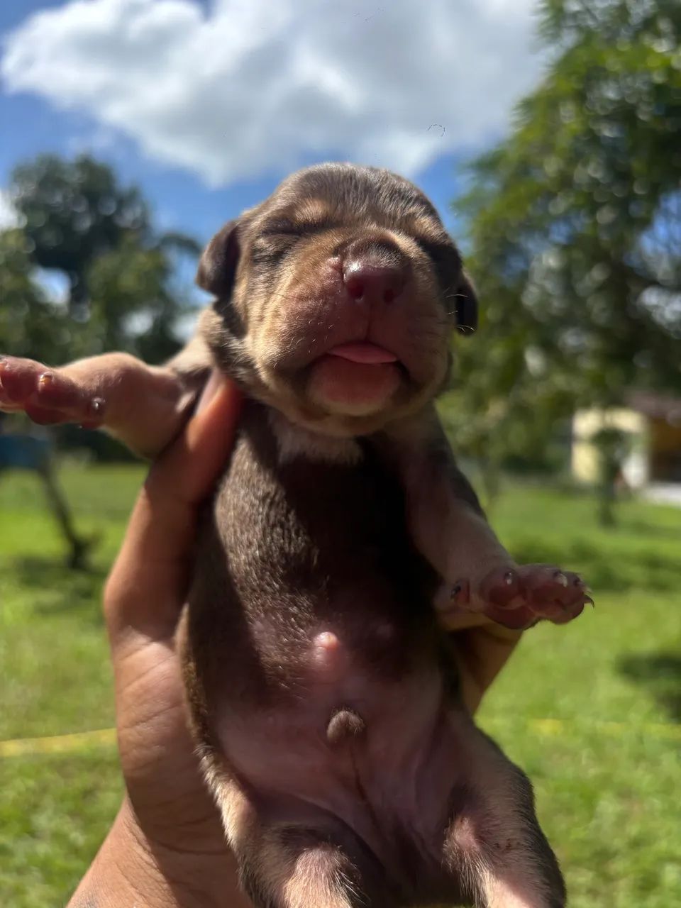 Pitmonster DISPONÍVEL  - Foto 4