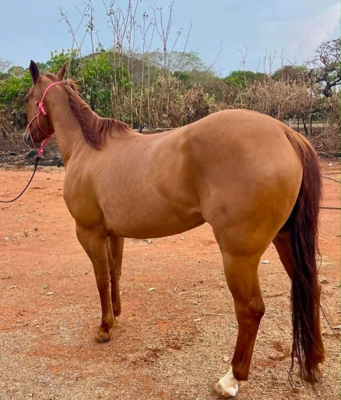 Cavalo  - Foto 2
