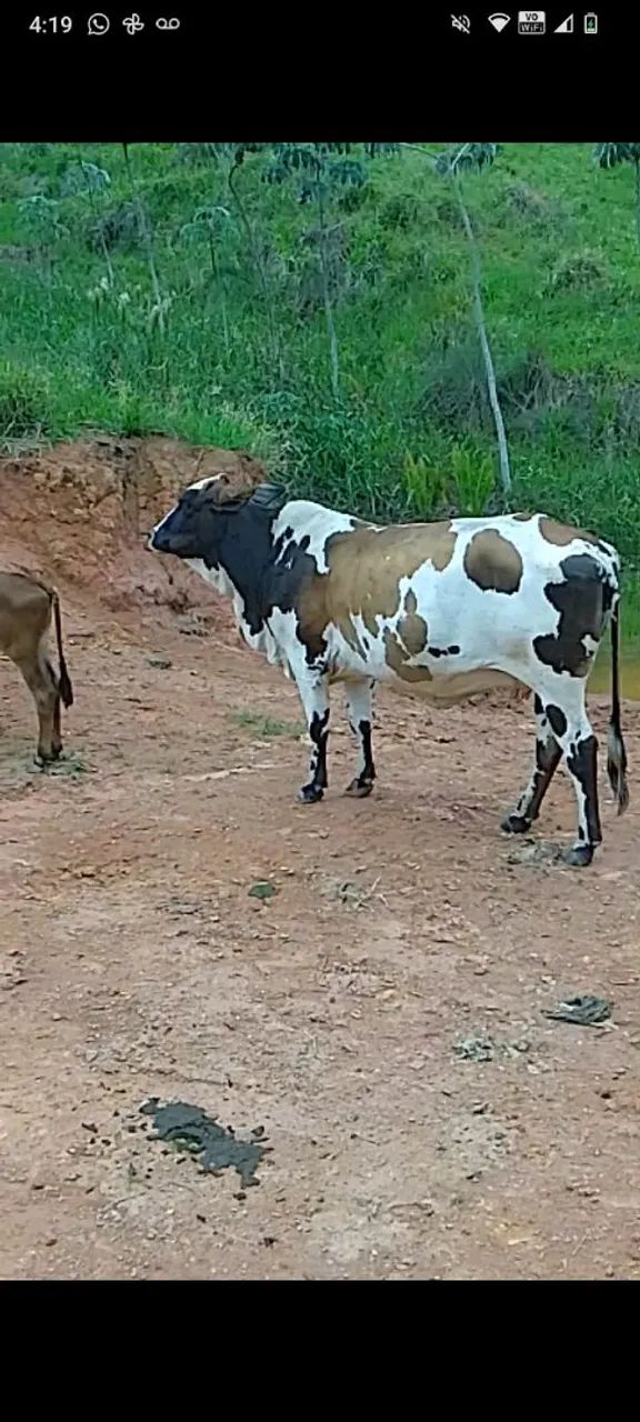 Vaca nelorada 