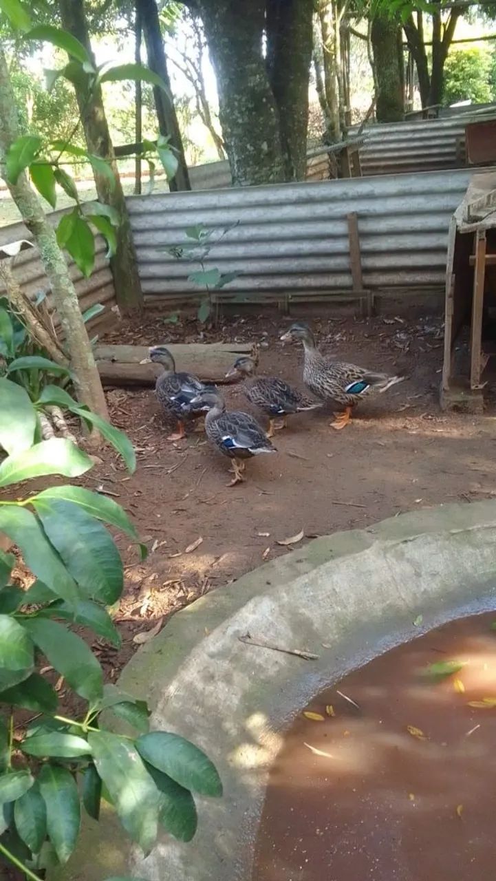 Vendo filhotes de marreco Mini Coll 