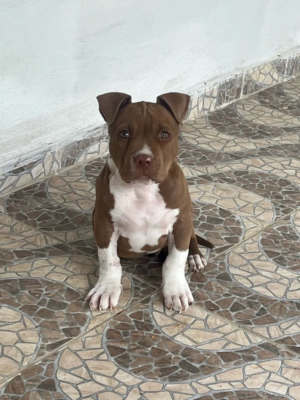 Pit Bull