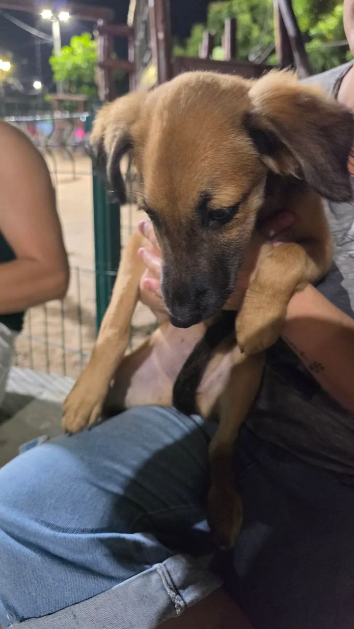 Cachorrinha para doação responsável - Foto 2